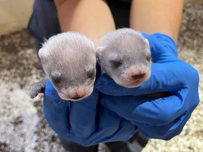 Shocking Triumph: First Cloned Endangered Ferret Gives Birth in the U.S.